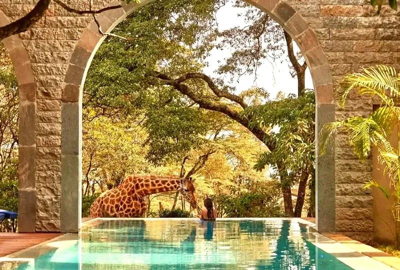 A woman relaxing by the pool at Giraffe Manor in Kenya, with a giraffe approaching from the side.