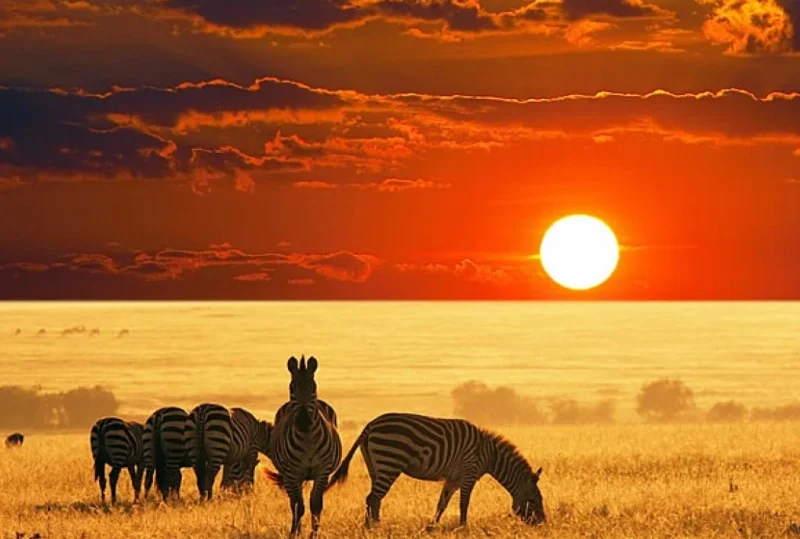 "A vibrant sunset over the Kenyan savannah with zebras grazing in the golden grassland, highlighting Kenya's adventure tourism appeal."