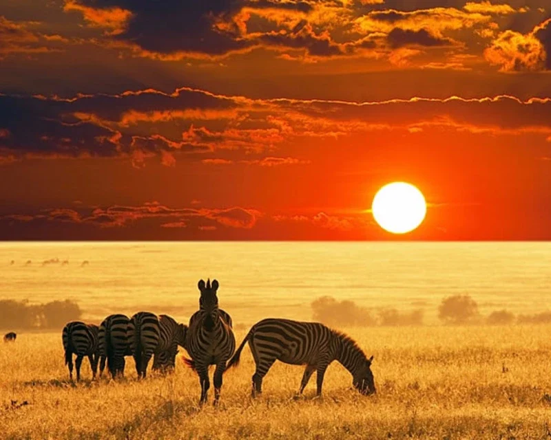 "A vibrant sunset over the Kenyan savannah with zebras grazing in the golden grassland, highlighting Kenya's adventure tourism appeal."