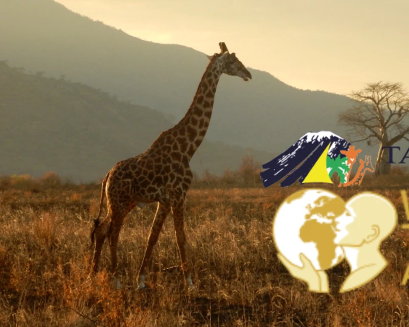 Giraffe walking through a golden savannah in Tanzania with World Travel Awards and Tanzania tourism logos
