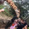 "Visitors feed and interact with a giraffe at the Giraffe Centre, included in the Christmas Kigali Nairobi Package"