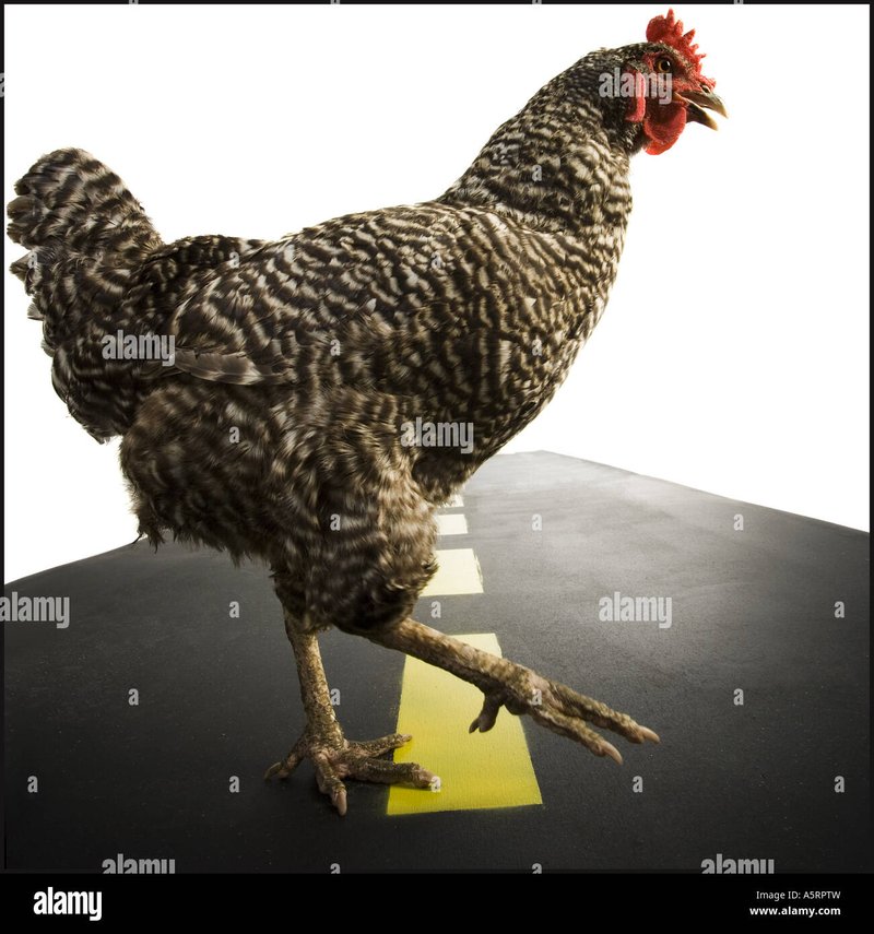 Introduction to chicken road 2